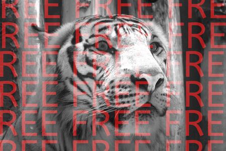 Close up of the face of a bengal tigerの写真素材