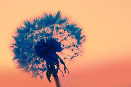 Dandelion and sunset background with copy spaceの写真素材