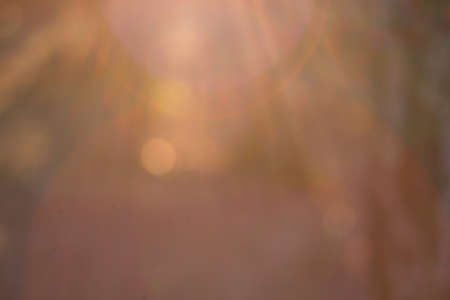 Blurred background with sunshine in a forest