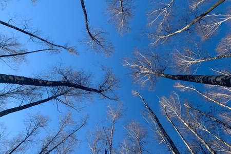 Trees without leaves in early springの写真素材