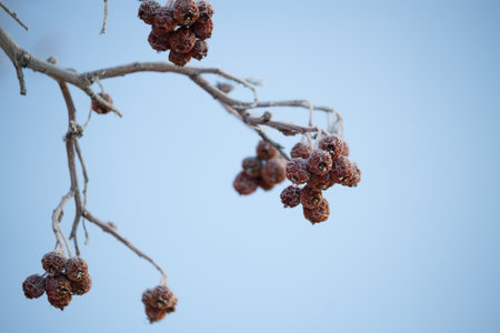 Winter mountain ash, crone. Frozen berriesの写真素材