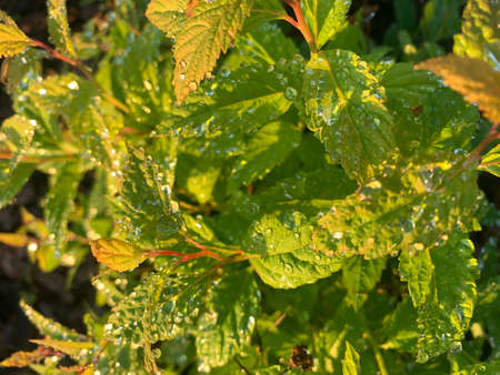 Green plant background. Summer spring background
