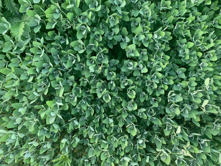 Green plant background. Summer spring background