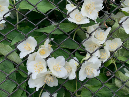 White flowers through a fence. Close upの写真素材