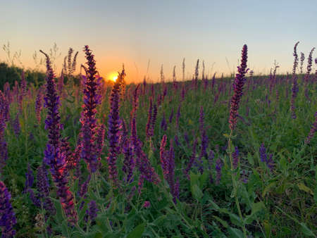 Spring meadow with flowers on sunsetの写真素材
