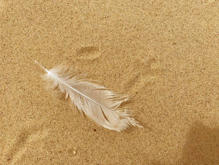The white feather of bird on the sandの写真素材