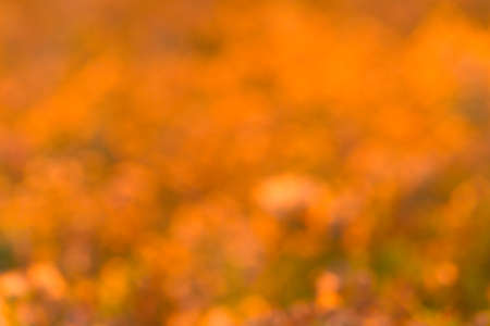 Plants in the meadow. Blurredの写真素材