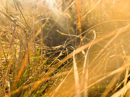 Field with dry grass. Autumnの写真素材