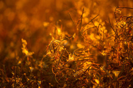 Dry plants in autumn on a field