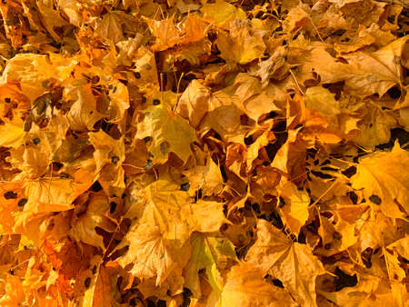 Autumnal leaves close up. Yellow and orange leaves