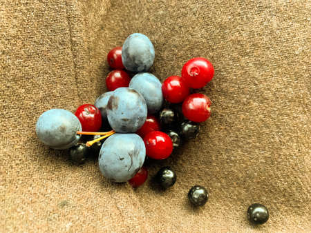 Last few berries in autumnの写真素材