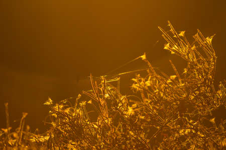 Dry plants in autumn on a fieldの写真素材