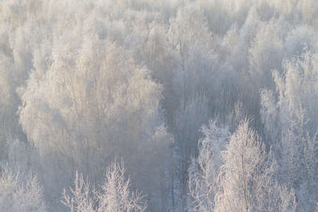 White forest in winter. Trees in snow and iceの写真素材