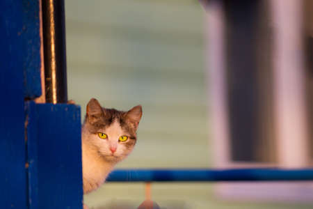 The street cat. homeless catsの写真素材