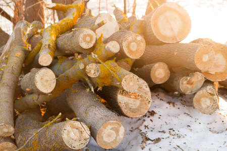 Pile of wood logs in sunlight