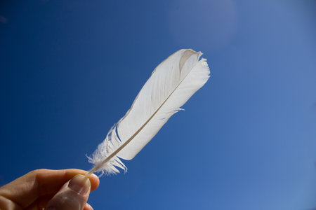 White feather over blue sky backgroundの写真素材
