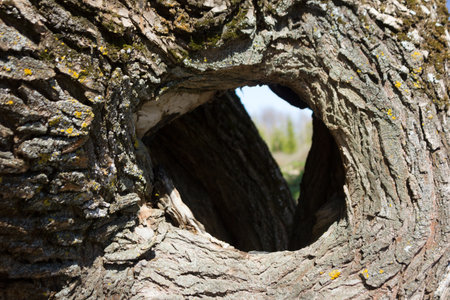 Hollow in a big oak treeの写真素材
