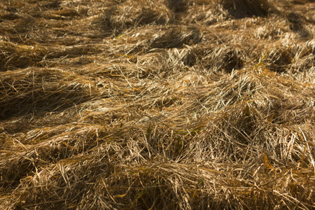 Golden straw texture background. Close up of hayの写真素材