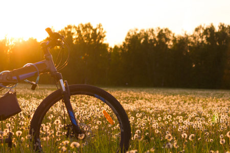 Bycycle in the field. Sunsetの写真素材