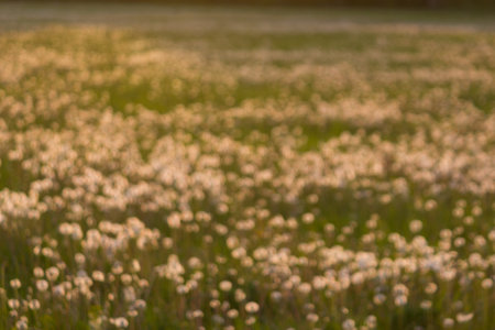 Field with many white dandelionsの写真素材
