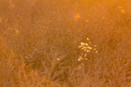 Close up of grass and flowers on the meadow. Warm sunlightの写真素材
