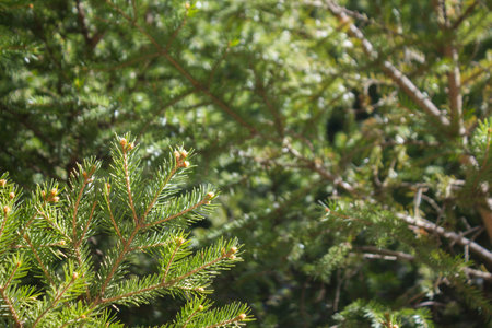 Close up of pine tree. Sunny day