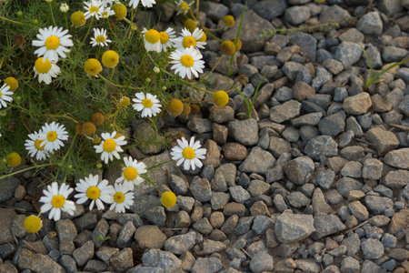 Chamomile flower field. High angle viewの写真素材