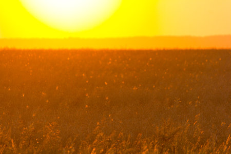The sun going down over the field. Soft focusの写真素材