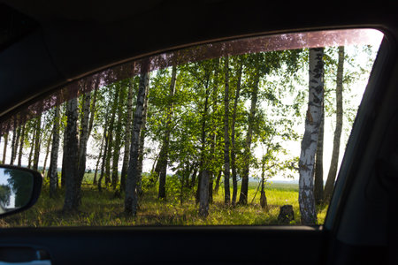 View on the forest from a car windowの写真素材