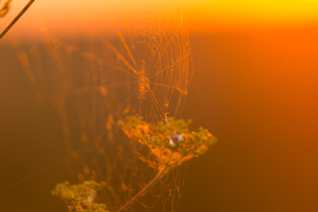 Close up of grass and flowers on the meadow. Warm sunlightの写真素材