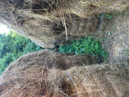 Round bales of straw rolled up on fieldの写真素材