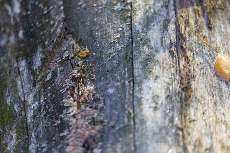 Close up of tree bark