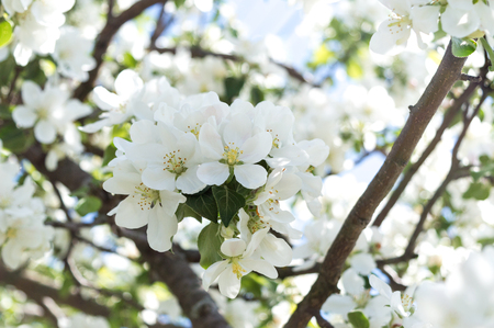 Apple tree in blossomの写真素材