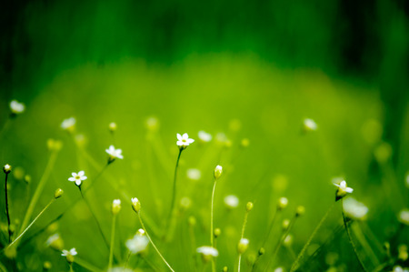 Mini flowersの写真素材