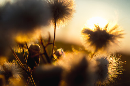 Dandelion at sunsetの写真素材