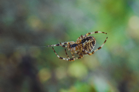 Spider crawls on the webの写真素材