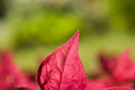 Red leaf