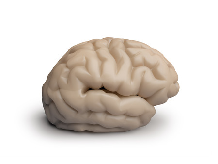 human brain on white background isolated side viewの写真素材