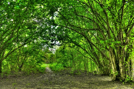Tree tunnle