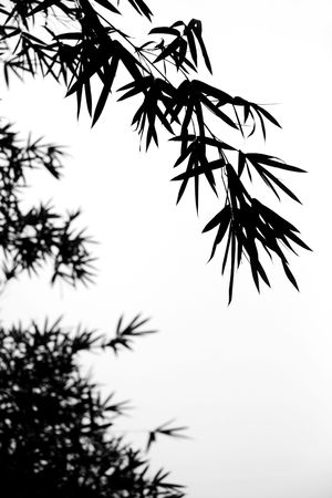 Bambooの写真素材