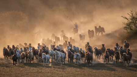 Horses galloping on the Ulan Butong grassland in Inner Mongolia, Chinaの写真素材