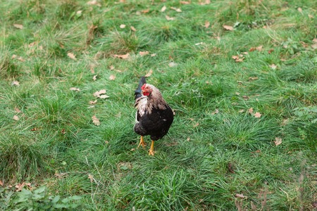One rooster standing on green grass. The head is turned to one side