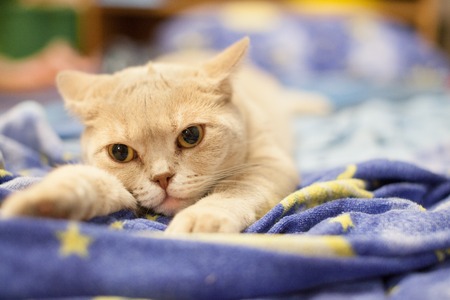 Scottish cat resting on a blue blanketの写真素材