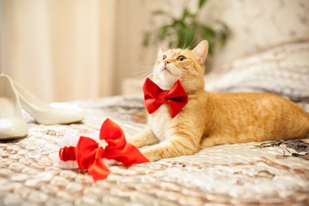 red cat in a red bowの写真素材