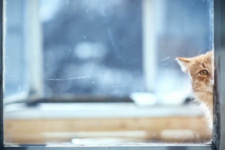 Ginger cat peering out the windowの写真素材