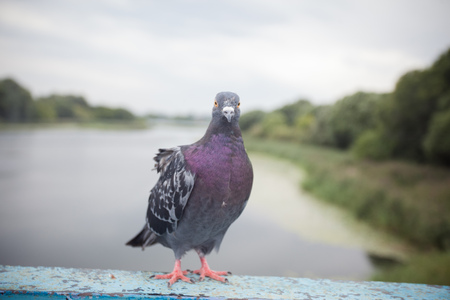 Dove sitting on the bridge against the background of the riverの写真素材