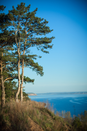 Pine on the cliff above the waterの写真素材
