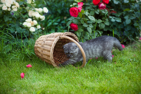 Gray kitten plays in natureの写真素材