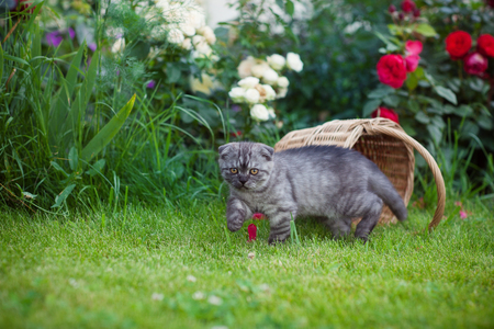 Gray kitten Scottish Fold plays on the grass next to the basketの写真素材