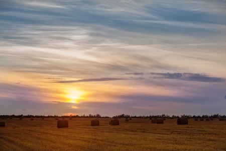 Sunset in a field with trees on the horizonの写真素材
